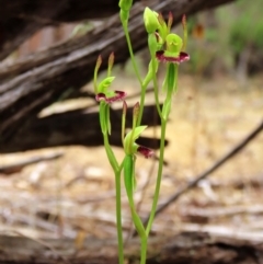 Leporella fimbriata at suppressed - 8 Apr 2023