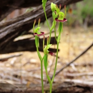 Leporella fimbriata at suppressed - suppressed