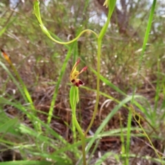 Leporella fimbriata at suppressed - 8 Apr 2023