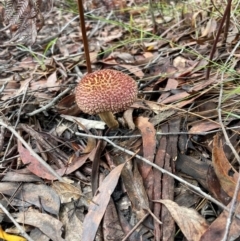 Amanita ochrophylla group at Brunswick Heads, NSW - 9 Feb 2024 by Sanpete