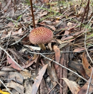 Boletellus sp. at Wallum - 9 Feb 2024 05:16 PM