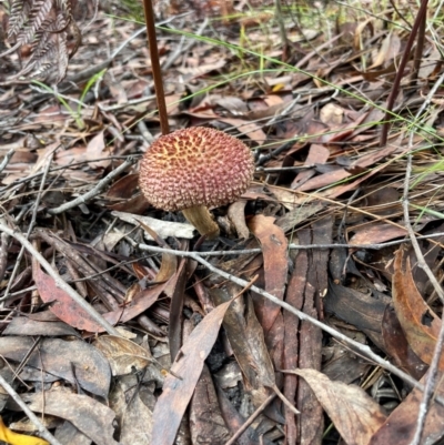 Amanita ochrophylla group at Brunswick Heads, NSW - 9 Feb 2024 by Sanpete