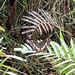 Tisiphone abeona at Wallum - 9 Feb 2024 05:22 PM