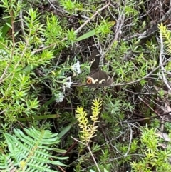 Tisiphone abeona at Wallum - 9 Feb 2024 05:22 PM