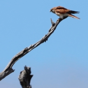 Falco cenchroides at Throsby, ACT - 11 Feb 2024