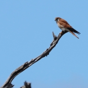 Falco cenchroides at Throsby, ACT - 11 Feb 2024