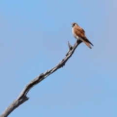 Falco cenchroides at Throsby, ACT - 11 Feb 2024 11:49 AM