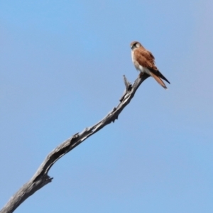 Falco cenchroides at Throsby, ACT - 11 Feb 2024