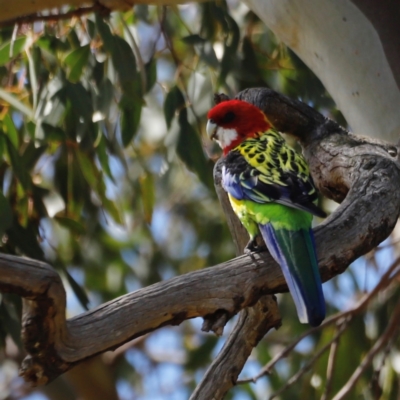 Platycercus eximius (Eastern Rosella) at Throsby, ACT - 11 Feb 2024 by JimL