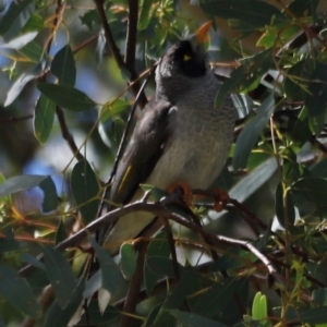 Manorina melanocephala at Throsby, ACT - 11 Feb 2024