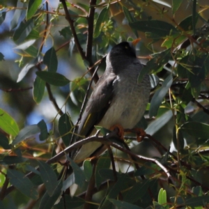 Manorina melanocephala at Throsby, ACT - 11 Feb 2024