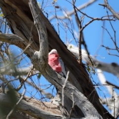 Eolophus roseicapilla at Goorooyarroo NR (ACT) - 11 Feb 2024