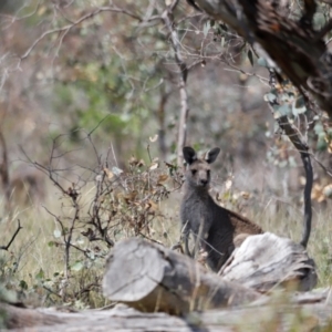 Macropus giganteus at Goorooyarroo NR (ACT) - 11 Feb 2024