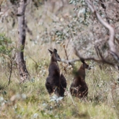 Macropus giganteus at Goorooyarroo NR (ACT) - 11 Feb 2024