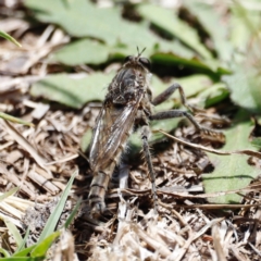 Bathypogon sp. (genus) (A robber fly) at Throsby, ACT - 11 Feb 2024 by JimL