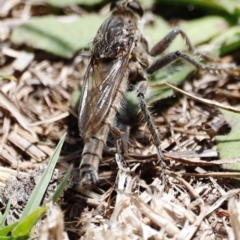 Bathypogon sp. (genus) at Throsby, ACT - 11 Feb 2024