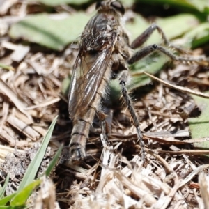 Bathypogon sp. (genus) at Throsby, ACT - 11 Feb 2024