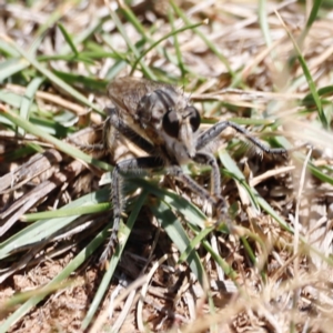 Bathypogon sp. (genus) at Throsby, ACT - 11 Feb 2024