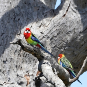 Platycercus eximius at Throsby, ACT - 11 Feb 2024