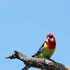 Platycercus eximius at Throsby, ACT - 11 Feb 2024