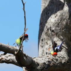 Platycercus eximius at Throsby, ACT - 11 Feb 2024