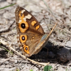 Junonia villida at Throsby, ACT - 11 Feb 2024