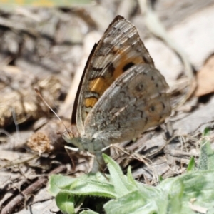 Junonia villida at Throsby, ACT - 11 Feb 2024