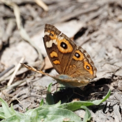 Junonia villida at Throsby, ACT - 11 Feb 2024 12:37 PM