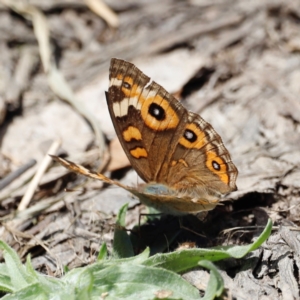 Junonia villida at Throsby, ACT - 11 Feb 2024