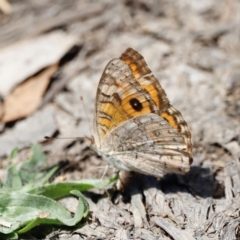 Junonia villida at Throsby, ACT - 11 Feb 2024