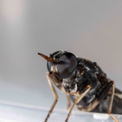 Exaireta spinigera (Garden Soldier Fly) at QPRC LGA - 11 Feb 2024 by MarkT