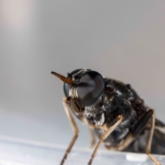 Exaireta spinigera (Garden Soldier Fly) at Jerrabomberra, NSW - 10 Feb 2024 by MarkT