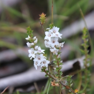 Epacris microphylla at QPRC LGA - 10 Feb 2024 03:27 PM