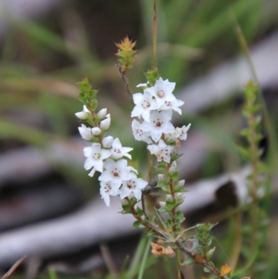 Epacris microphylla (Coral Heath) at QPRC LGA - 10 Feb 2024 by Csteele4