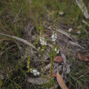 Epacris microphylla at QPRC LGA - 10 Feb 2024 03:27 PM