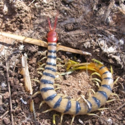 Unidentified Centipede (Chilopoda) at Tjoritja / West MacDonnell National Park - 11 Jun 2010 by MB