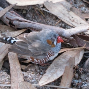 Taeniopygia guttata at Tjoritja / West MacDonnell National Park - 9 Jun 2010