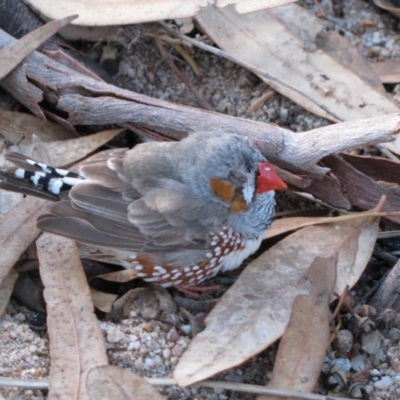 Taeniopygia guttata (Zebra Finch) at Tjoritja / West MacDonnell National Park - 8 Jun 2010 by MB