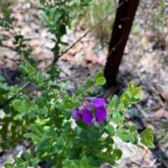 Polygala myrtifolia (Myrtle-leaf Milkwort) at QPRC LGA - 9 Feb 2024 by JT1997