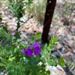 Polygala myrtifolia at QPRC LGA - 9 Feb 2024