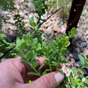 Polygala myrtifolia at QPRC LGA - 9 Feb 2024