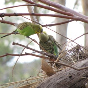 Melopsittacus undulatus at Tjoritja / West MacDonnell National Park - 8 Jun 2010 03:04 PM