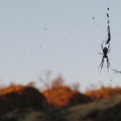 Unidentified Spider (Araneae) at Tjoritja / West MacDonnell National Park - 14 Jun 2010 by MB