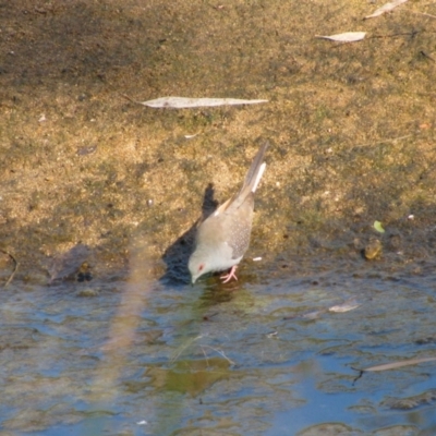 Geopelia cuneata (Diamond Dove) at Burt Plain, NT - 18 Jun 2010 by MB