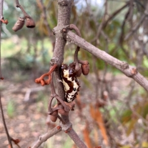 Delias aganippe at Lake Ginninderra - 11 Feb 2024