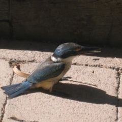 Todiramphus sanctus (Sacred Kingfisher) at Richardson, ACT - 30 Jan 2008 by MB