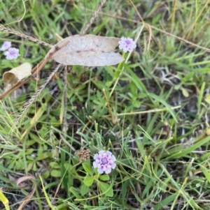 Phyla canescens at Urambi Hills - 1 Feb 2024