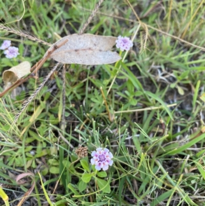 Phyla canescens (Lippia) at Kambah, ACT - 31 Jan 2024 by JT1997