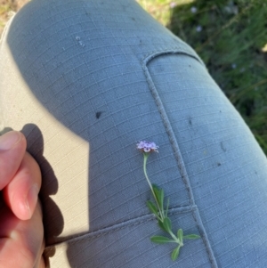 Phyla canescens at Urambi Hills - 1 Feb 2024