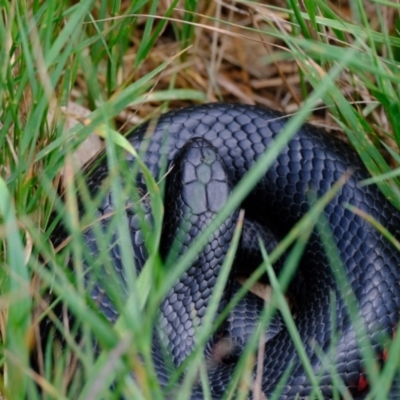 Pseudechis porphyriacus (Red-bellied Black Snake) at Strathnairn, ACT - 11 Feb 2024 by Kurt